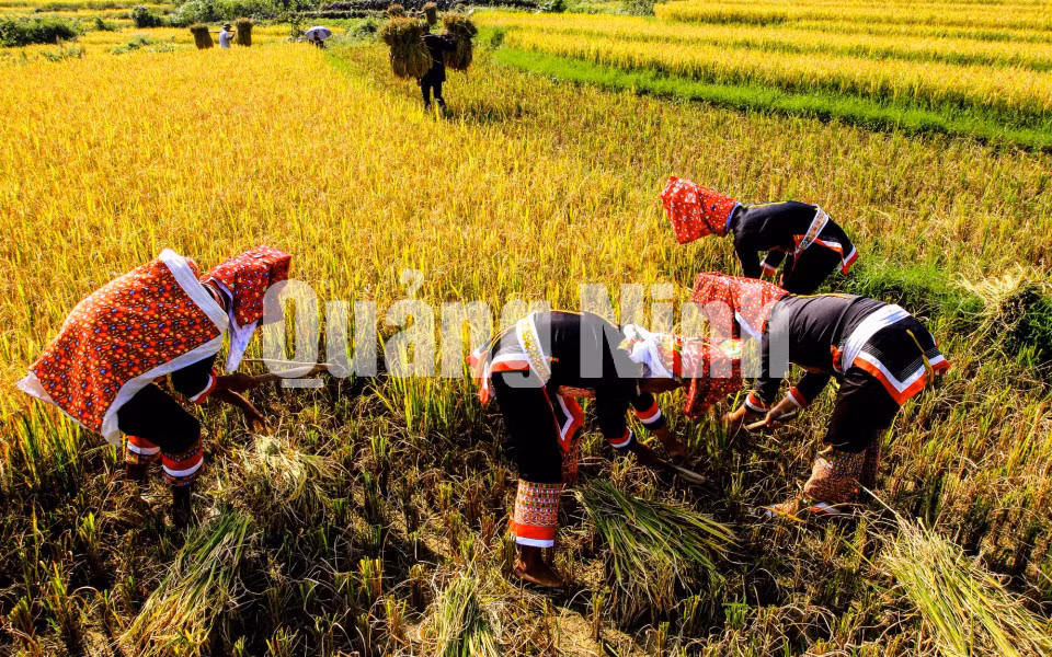 “Lưng mẹ” (11-2018). Ảnh: Dương Phượng Đại