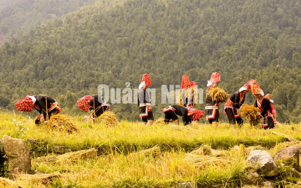 Ngày mùa trên bản Sông móoc (phụ nữ Dao Thanh Phán, huyện Bình Liêu). Ảnh: Dương Phượng Đại