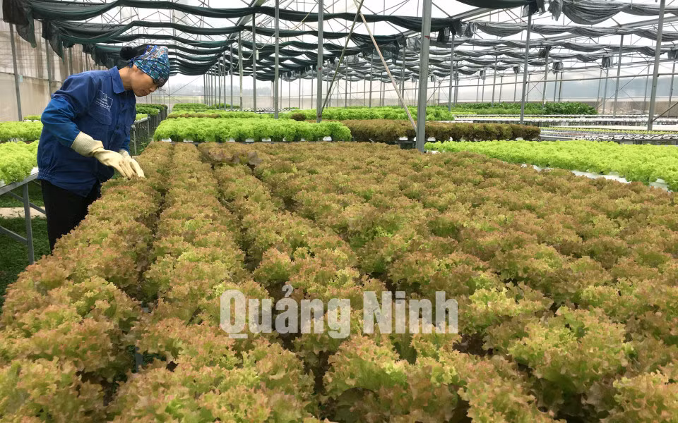 Chăm sóc rau tại Công ty CP Song Hành (1-2018). Ảnh: Cao Quỳnh