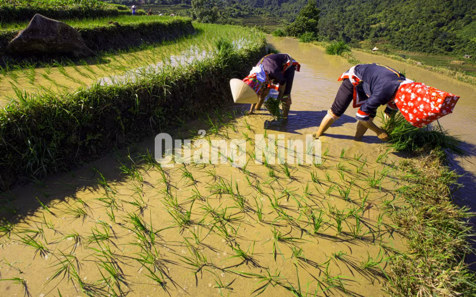 Mùa cấy (phụ nữ Dao Thanh Phán, huyện Bình Liêu). Ảnh: Dương Phượng Đại
