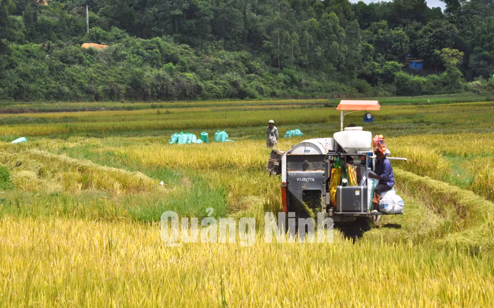 Thu hoạch lúa bằng máy gặt đập liên hợp của hộ ông Hoàng Văn Kiên (thôn Tân Lương, xã Tân Bình, huyện Đầm Hà). Ảnh: Trung Thành