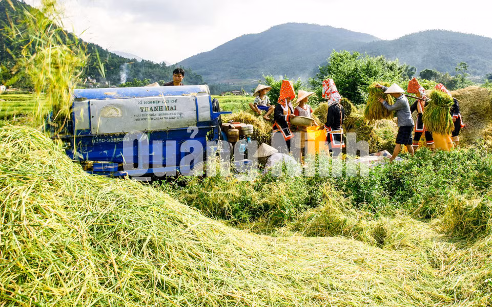 Người dân huyện Bình Liêu nhộn nhịp ngày mùa (12-2019). Ảnh: La Lành (Trung tâm TT-VH Bình Liêu)