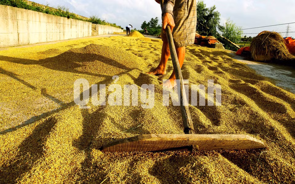 Thóc được phơi ngay trên triền đê xã Liên Vị. Ảnh: Dương Phượng Đại