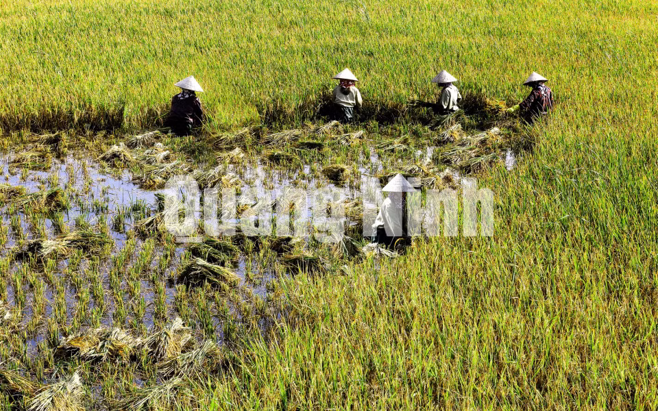 Nông dân các xã vùng chiêm trũng vẫn phải tay liềm, tay hái. Ảnh: Dương Phượng Đại