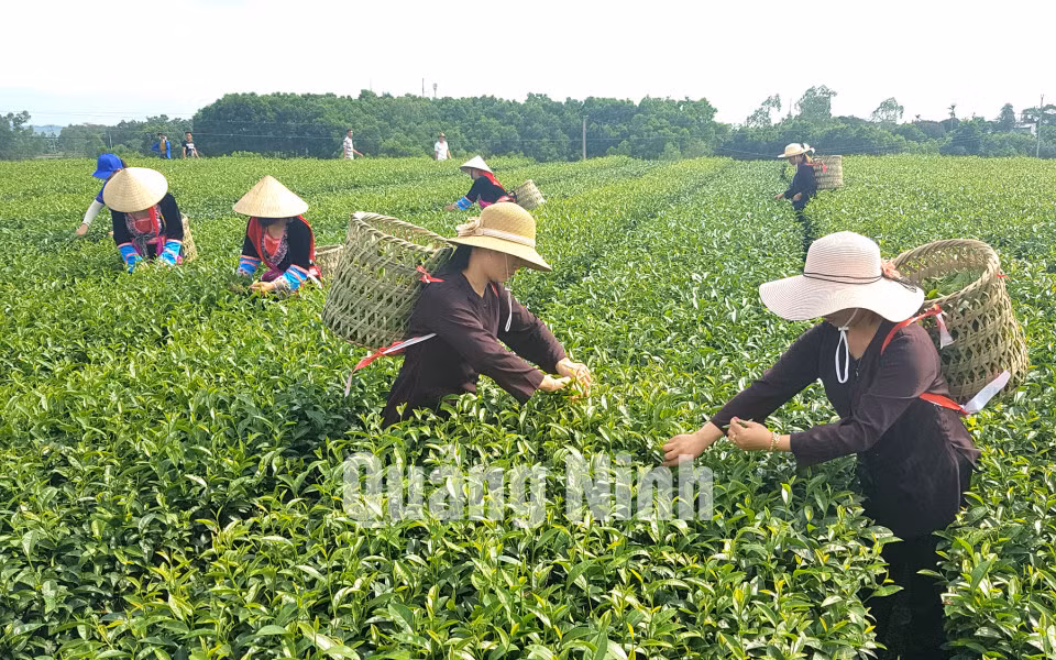 Thu hái chè tại vùng chè xã Quảng Long (5-2018). Ảnh: Thái Cảnh