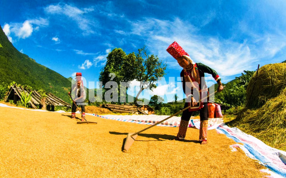 “Phơi vàng” (11-2018). Ảnh: Dương Phượng Đại