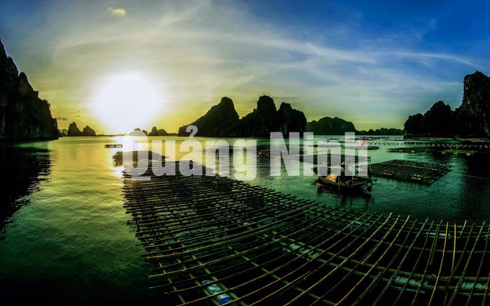 Hoàng hôn trên Vịnh (Bè nuôi hàu tại khu vực Bến Do, Cẩm Phả. Ảnh: Dương Phượng Đại (CTV)