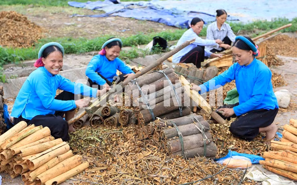 Niềm vui thu hoạch quế của người dân tộc Sán Chỉ. Ảnh: Đỗ Giang