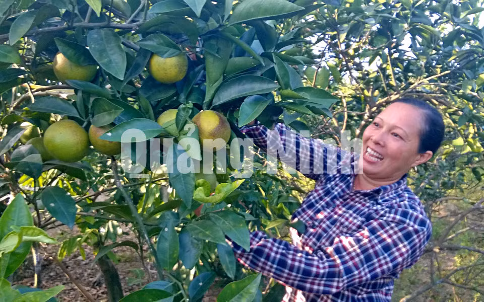 Mô hình trồng cam ở thôn 3, xã Quảng Thịnh (10-2015). Ảnh: Ánh Hồng (Đài Hải Hà)