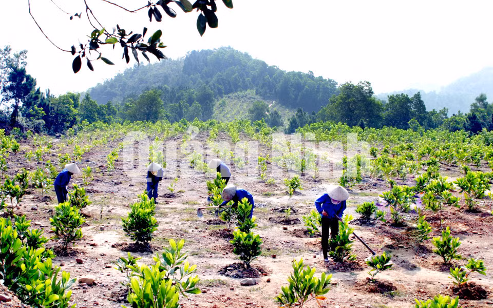 Trồng keo hoàn nguyên môi trường tại khu vực bãi thải phía Tây của Công ty CP Than Vàng Danh. Ảnh: Việt Hoa