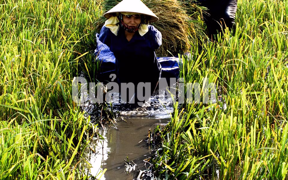 Những chân ruộng lầy, bà con nông dân xã Liên Hòa thường dùng bạt xếp lúa lên để kéo lên bờ. Ảnh: Dương Phượng Đại