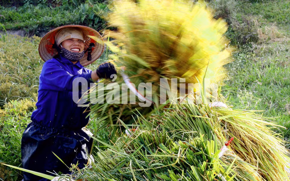 Niềm vui được mùa của nông dân xã Cẩm La. Ảnh: Dương Phượng Đại