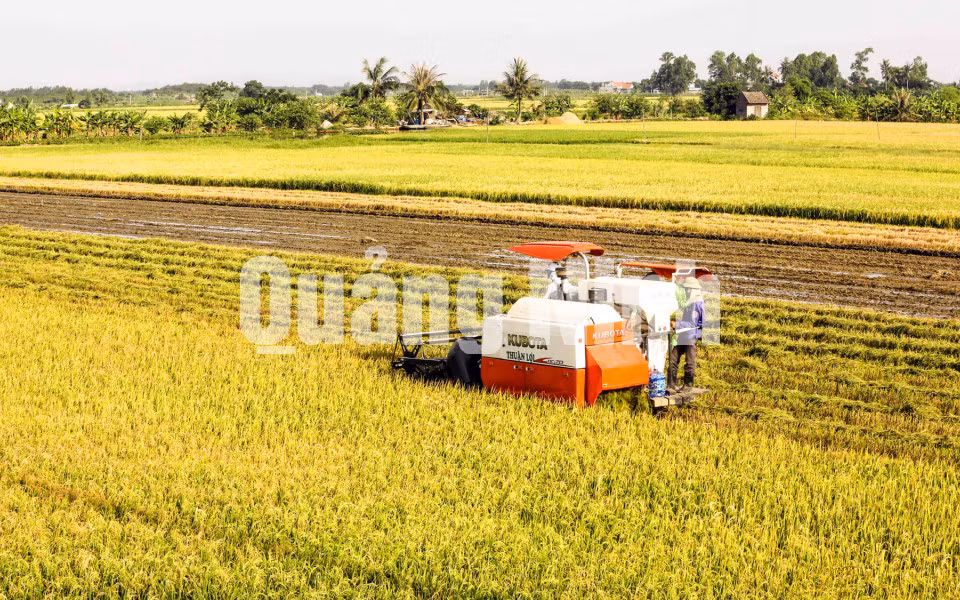 Cánh đồng mẫu lớn thuộc Phường phong Cốc, TX Quảng Yên (4-2018). Ảnh: Dương Phượng Đại