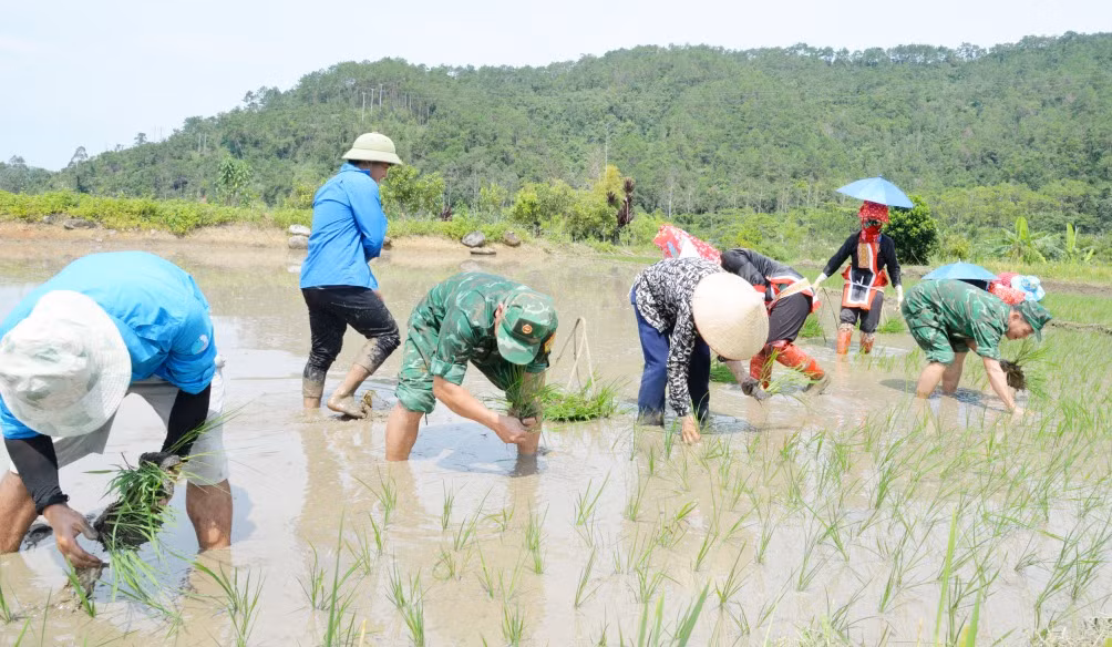  Cán bộ Đồn BPCK Hoành Mô xuống đồng giúp người dân cấy lúa.