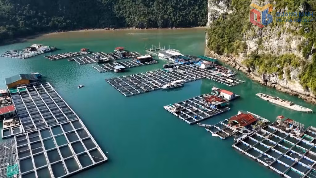Tỉnh Quảng Ninh đã quy hoạch và hình thành các vùng nuôi biển.