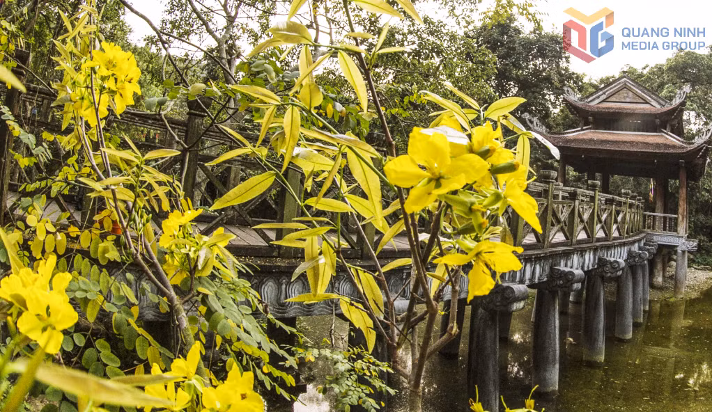 Sắc vàng của hoa mai soi bóng bên cầu Giải Oan và những kiến trúc chùa cổ, minh chứng cho sự gắn kết chặt chẽ giữa thiên nhiên và di tích.