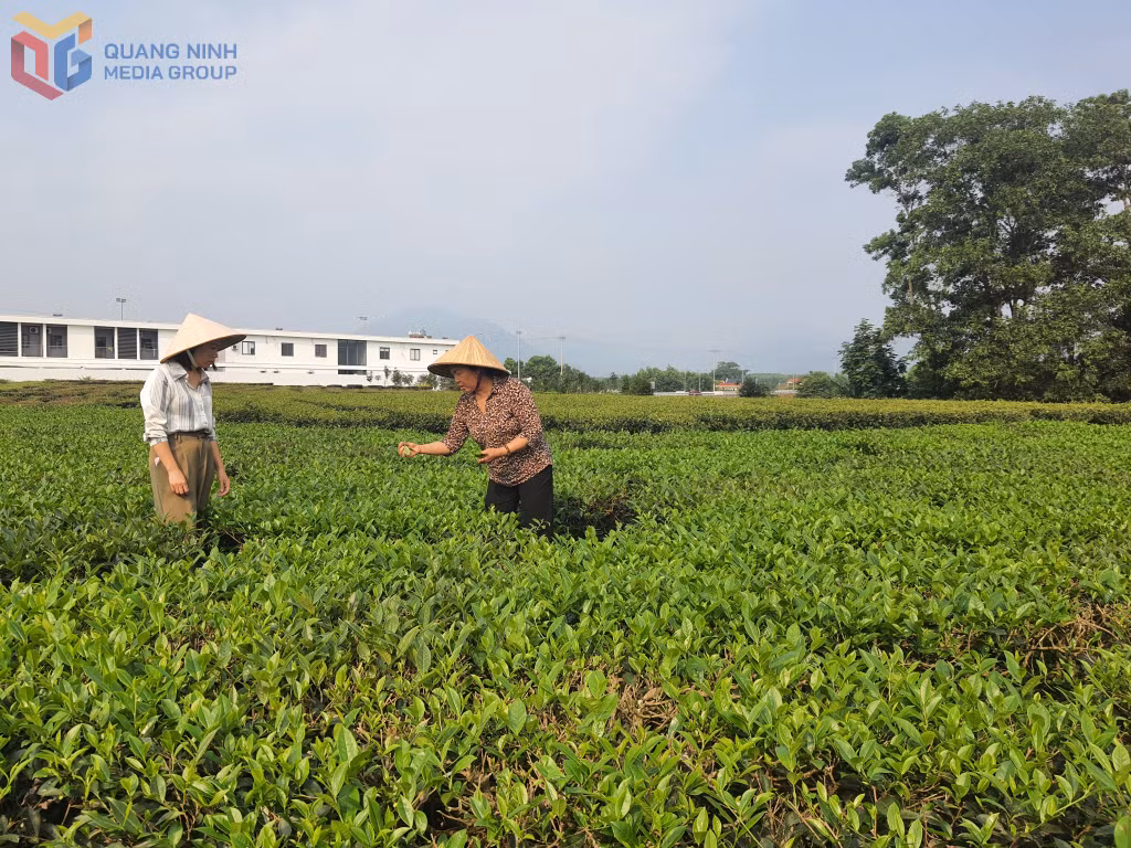 Vùng canh tác cây chè theo hướng VietGAP của xã Quảng Đức.