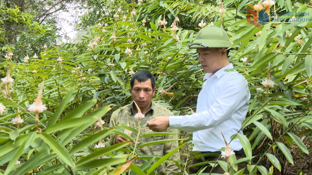 Xã Hoành Mô đến nay đã có 254 hộ dân đưa cây Ích chi nhân về trồng dưới tán rừng.