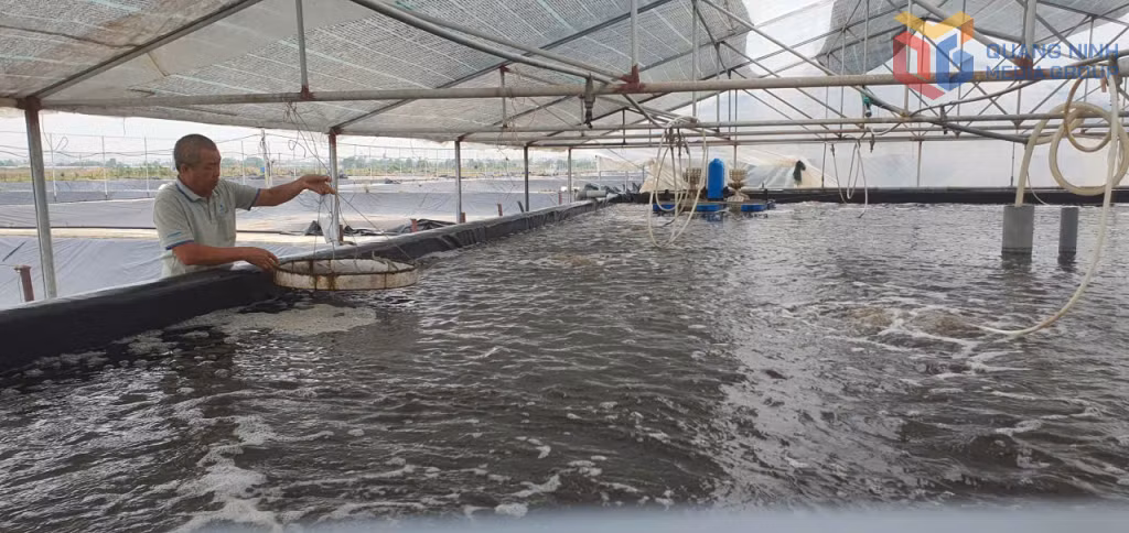 Ao nuôi tôm trong nhà của Công ty CP thuỷ sản Tân An.