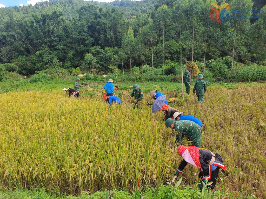 CBCS Đồn BPCK Hoành Mô giúp nhân dân gặt lúa.