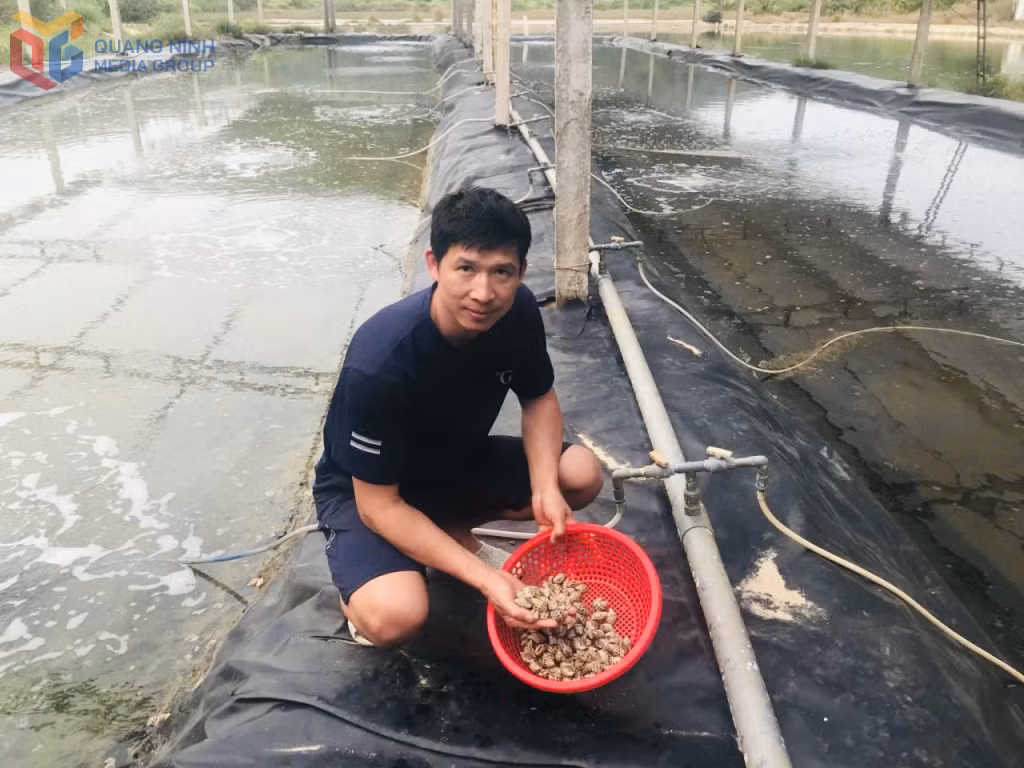 Anh Đồng Sỹ Nguyên, thôn Thanh Lân (đặc khu Cô Tô) chăm sóc mô hình nuôi ốc hương của gia đình.