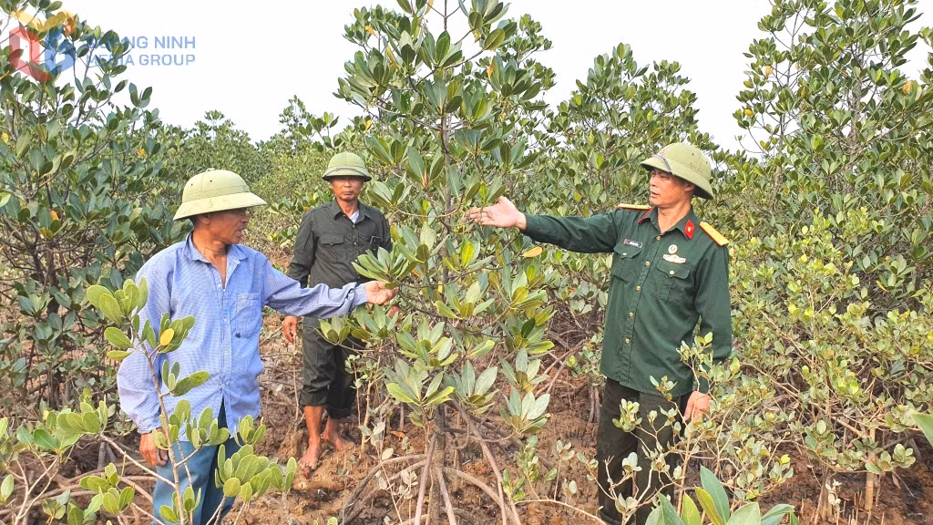 Cựu chiến binh thôn Thượng (xã Hải Lạng) tổ chức tuần tra, kiểm tra rừng ngập mặn Đồng Rui.