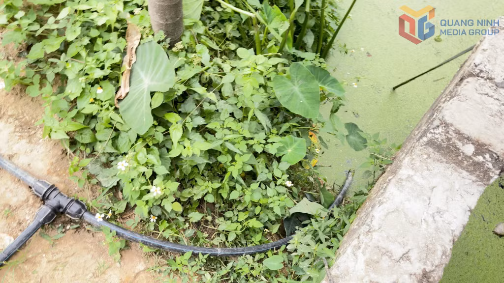 Vị trí máy bơm điện được thả xuống mương và ống bơm nước từ mương nước thải lên.