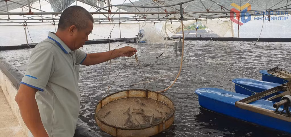 Những mô hình nuôi tôm công nghệ cao cho thu đến 30 tấn/ha/vụ, cao gấp 3-5 lần so với những mô hình nuôi tôm thông thường.