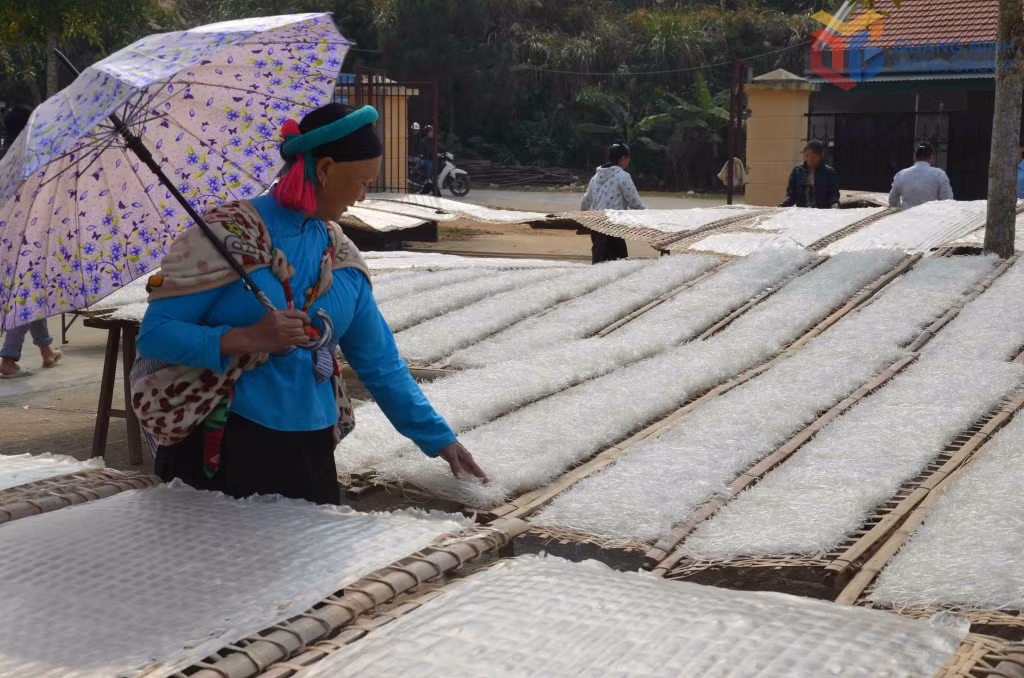 Người Sán Chỉ ở xã Bình Liêu có nghề sản xuất miến dong.
