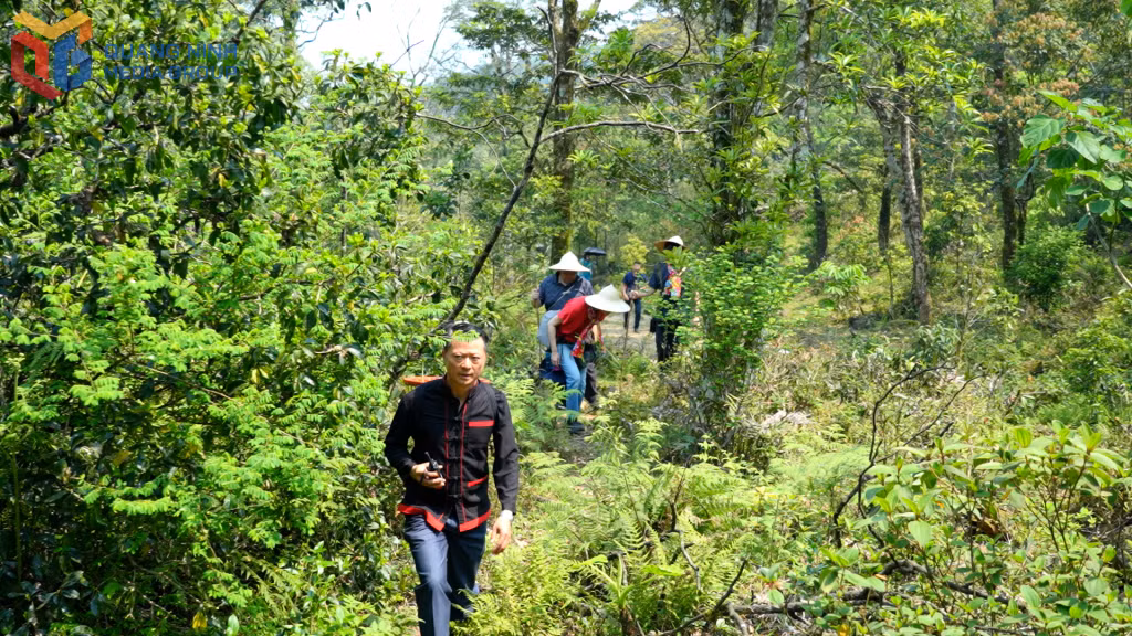 Trekking rừng chè cổ, du khách vừa đi vừa khám phá về tập quán và lối sống của bà con người Dao Thanh Phán.