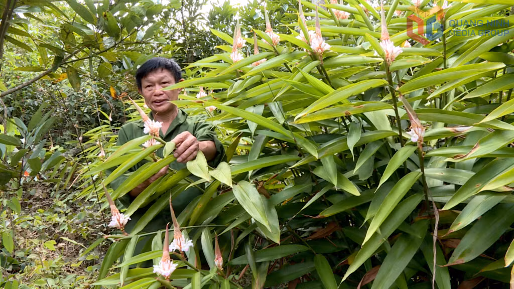 Ông Tằng Vàn Sòi (xã Hoành Mô) đưa cây Ích chi nhân về trồng ở bản Phai Lầu đến nay đã được 10 năm.