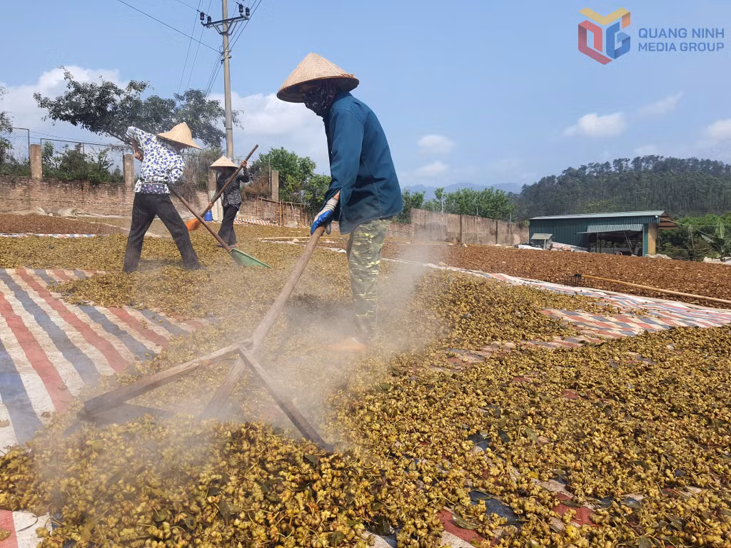 Công nhân HTX quế hồi Chu Phượng phơi hồi.