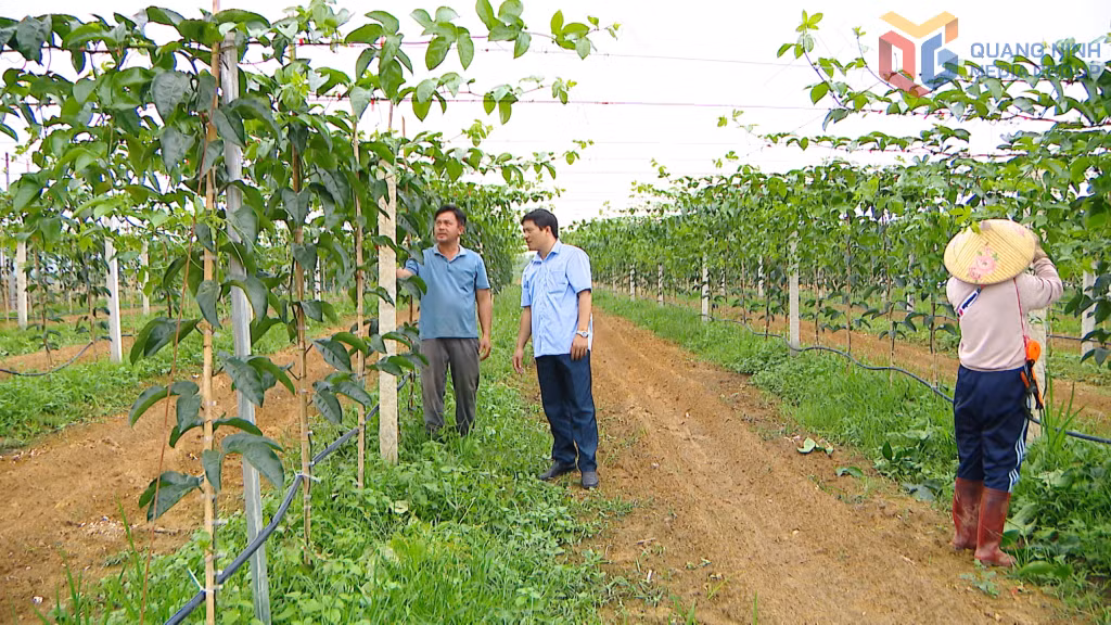Anh Nguyễn Văn Định (bên trái) ở thôn Thái Lập, xã Đầm Hà giới thiệu về mô hình trồng cây chanh leo của gia đình.
