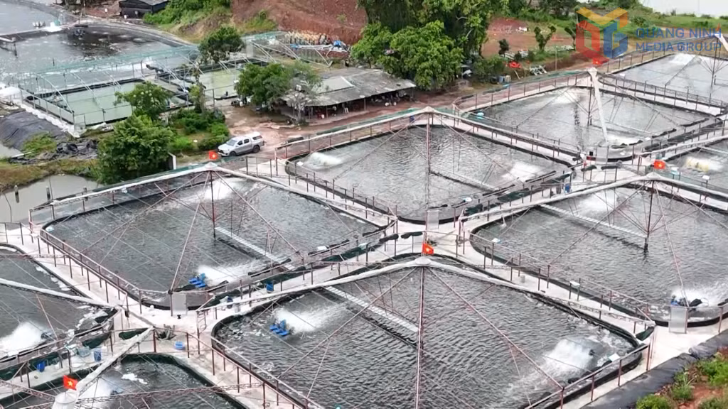 Trong định hướng phát triển kinh tế thủy sản, xã Hải Lạng xác định luôn cân đối giữa phát triển gắn với bảo vệ môi trường.