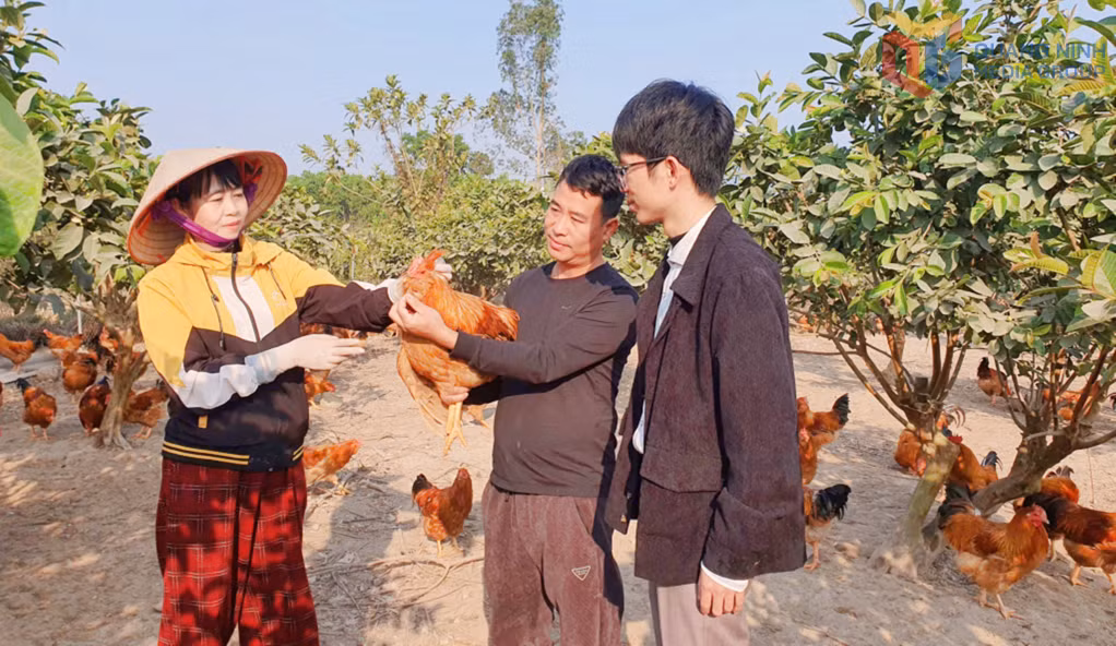 Mô hình nuôi gà bản Đầm Hà của Hợp tác xã sản xuất, kinh doanh nông nghiệp Tuyền Hiền (xã Quảng Tân).