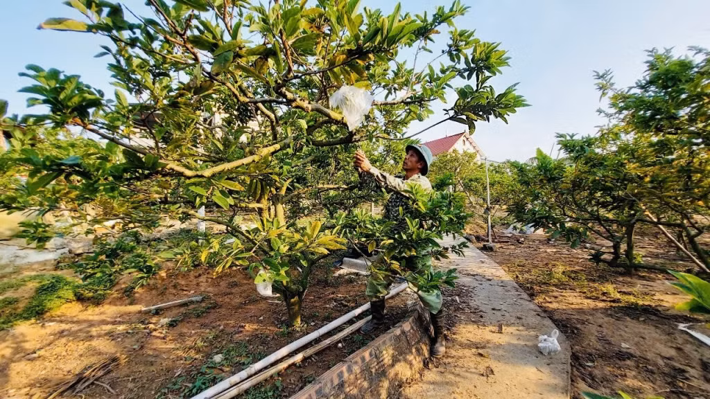 Ông Nguyễn Văn Khoa (thôn Tân Thành, xã Việt Dân) chăm sóc cây Na của gia đình.