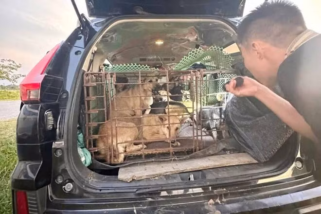 Ôtô mà các đối tượng trộm chó dùng để chở chó trộm được đi tiêu thụ. Ảnh: Công an Hà Tĩnh.