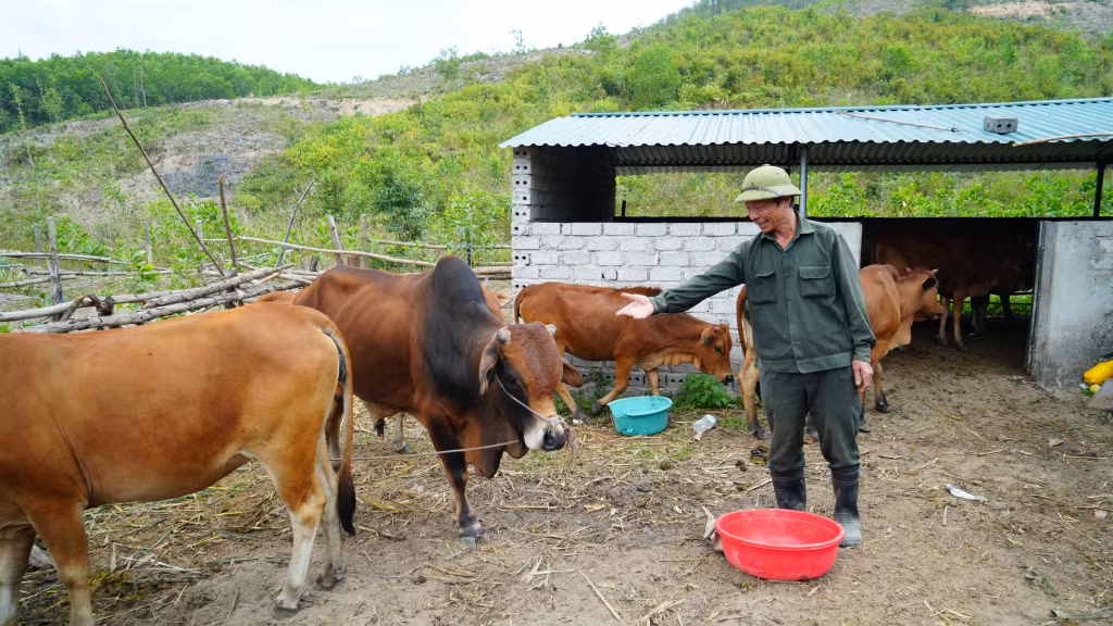 Mô hình nuôi bò thương phẩm của gia đình ông Đặng Văn Hiền (thôn 3, xã Bằng Cả, TP Hạ Long) cho thu nhập hàng trăm triệu đồng/năm.