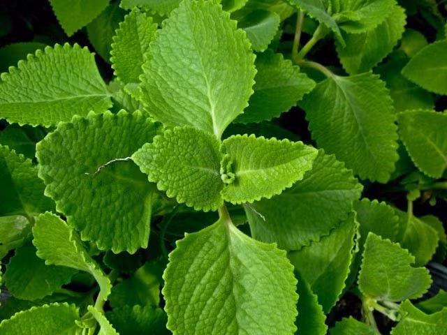 Kinh giới có tính ấm, vị cay (Ảnh: ST)