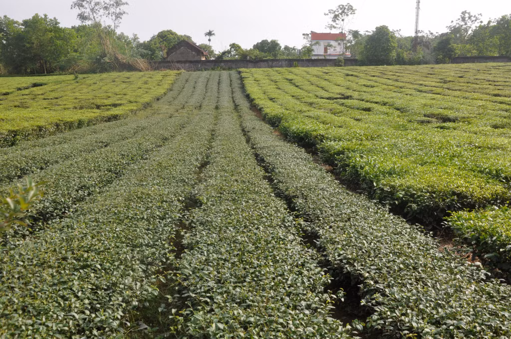 Người dân Hải Hà hiện đang có sự chuyển đổi mạnh sang trồng chè hữu cơ với những giống chè cho năng suất, chất lượng cao.