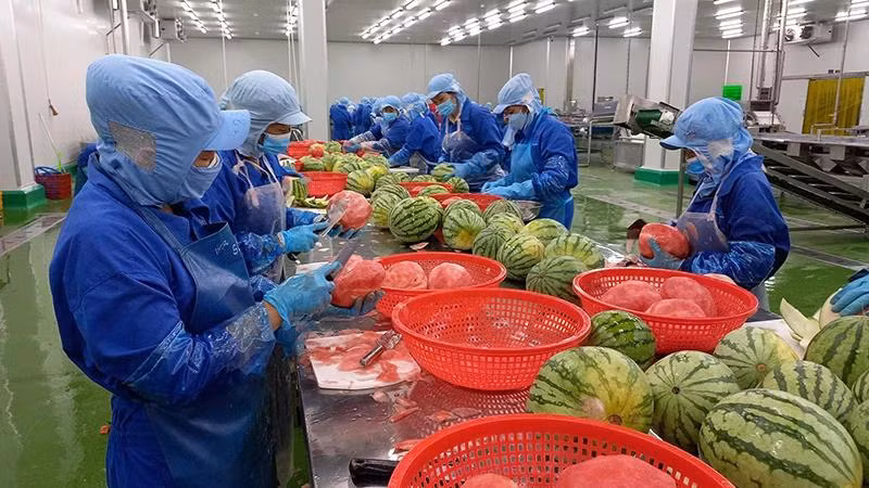 Xuất khẩu rau quả có nhiều cơ hội tăng trưởng tại UAE. Trong ảnh: Chế biến dưa hấu tại Công ty cổ phần công nghiệp thực phẩm Thabico Tiền Giang. (Ảnh NGUYỄN SỰ)