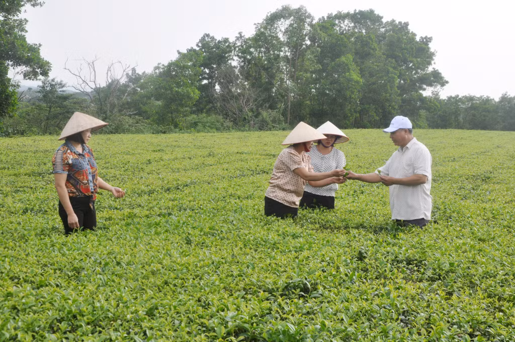 Người dân xã Quảng Long có hơn 60 năm gắn bó với cây chè.
