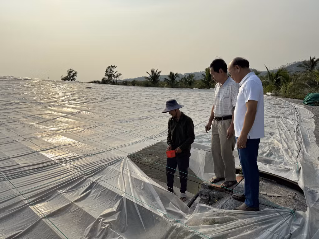 Mô hình nuôi tôm thẻ chân trắng trong nhà bạt tại thôn Đình (xã Thống Nhất, TP Hạ Long) cho thu nhập 2-3 tỷ đồng/năm.