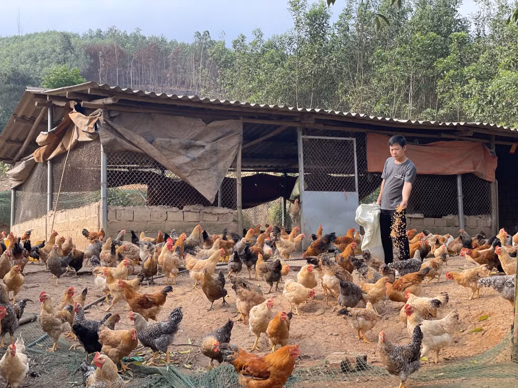 Trang trại chăn nuôi gà của anh Bế Văn Lỵ, xã Phong Dụ, huyện Tiên Yên ưu tiên nguồn thức ăn chất lượng để có đầu ra bền vững.
