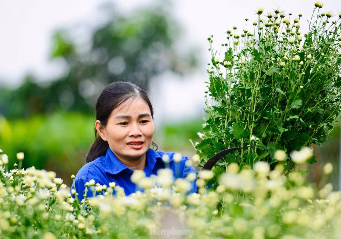 Chị Hải chủ vườn cho biết: "Năm nay, nhà tôi đổ đất cao nên nước sông Hồng không tràn vào được, do vậy vẫn giữ được và áp dụng biện pháp xử lý trái mùa".