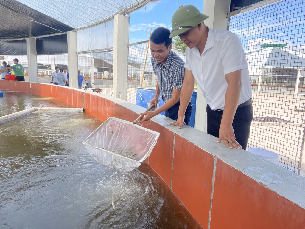 Mô hình nuôi tôm công nghệ của anh Đặng Bá Mạnh, xã Cộng Hòa (TP Cẩm Phả) cho thu nhập từ 60-80 tỷ đồng/năm.