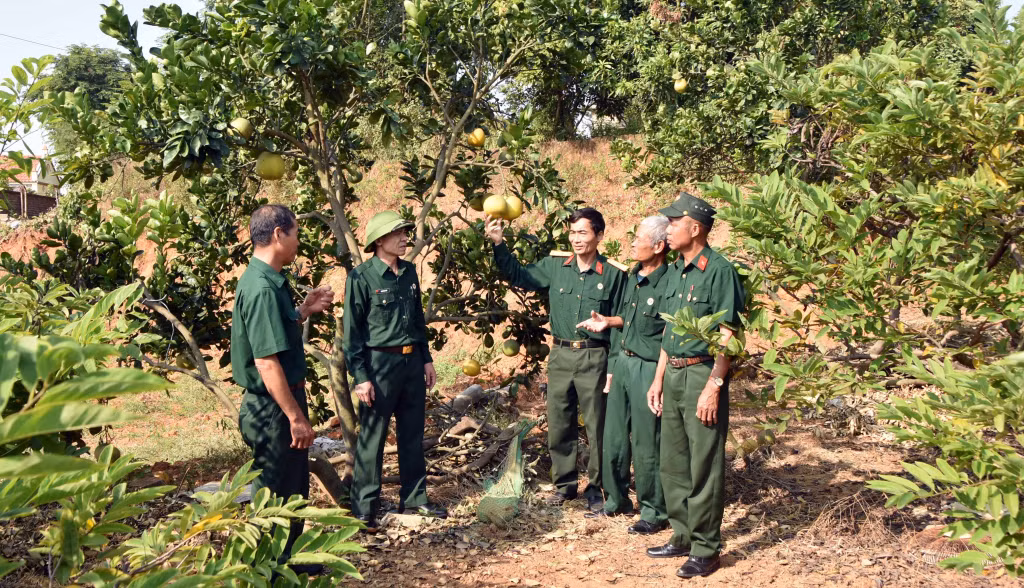 Hội CCB xã Việt Dân giúp nhau phát triển mô hình trồng cây có múi.