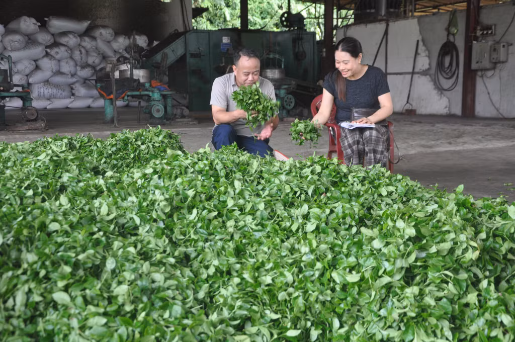 Chè tươi của bà con thu hái về được các cơ sở chế biến như của vợ chồng anh Trần Sỹ Dũng, cơ sở sản xuất chè Dũng Nga, thu mua toàn bộ.