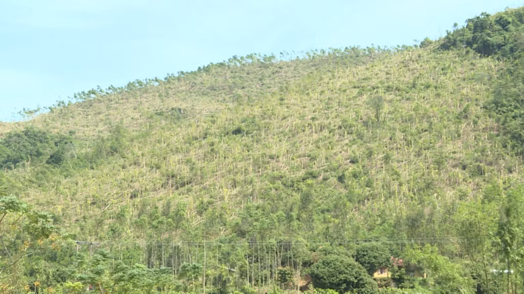 Trên 20.000ha rừng ở Tiên Yên bị ảnh hưởng trong cơn bão số 3.