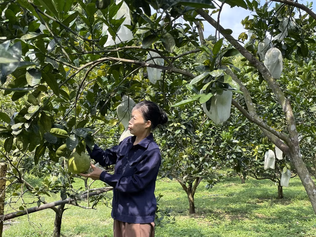Mô hình trồng bưởi da xanh của hội viên nông dân xã Quảng La, TP Hạ Long cho thu nhập hơn 100 triệu đồng.